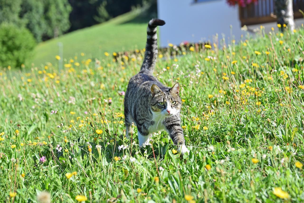 Fuchshof Villa แปร์กา ภายนอก รูปภาพ